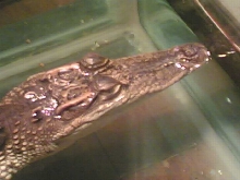 thai croc 2