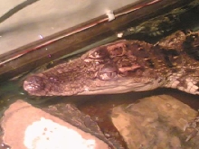 thai croc