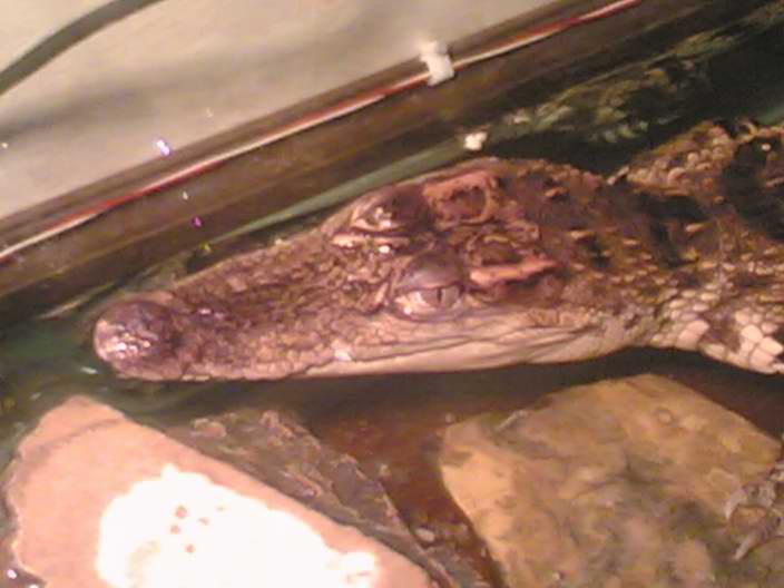 thai croc