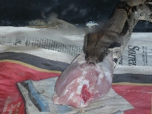 ajsha's food
