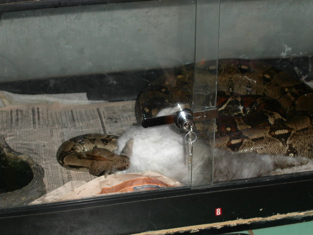 meal