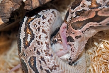 Dumeril eating