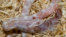 Snow Corn