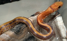 ID Please