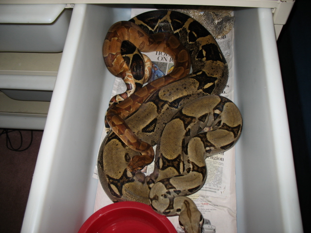 Salmon (from Summit Reptiles) to a light silver normal