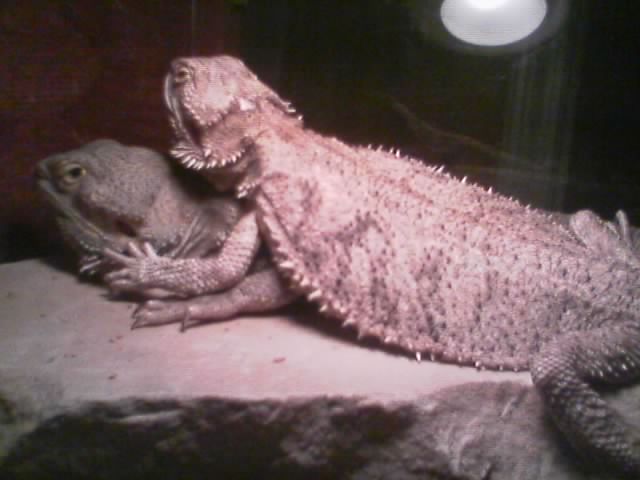 my new breeders