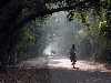 The road through Keoladeo Ghana National Park