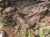 Bengal monitor, Ghana National park, India