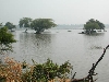 Habitat shot, Indian python area - seasonal lake