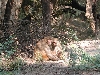 Some other primates on the path