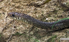 Ptyas Adult Head