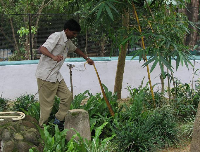Ptyas Bangalore Keeper
