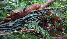 Ptyas Pair