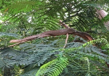 Ptyas Pink Ventral