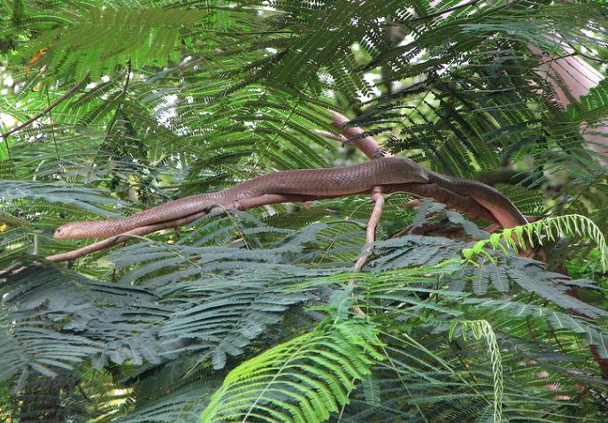 Ptyas Pink Ventral
