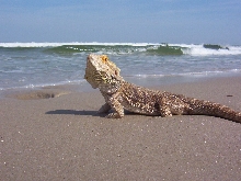 Dart at the beach