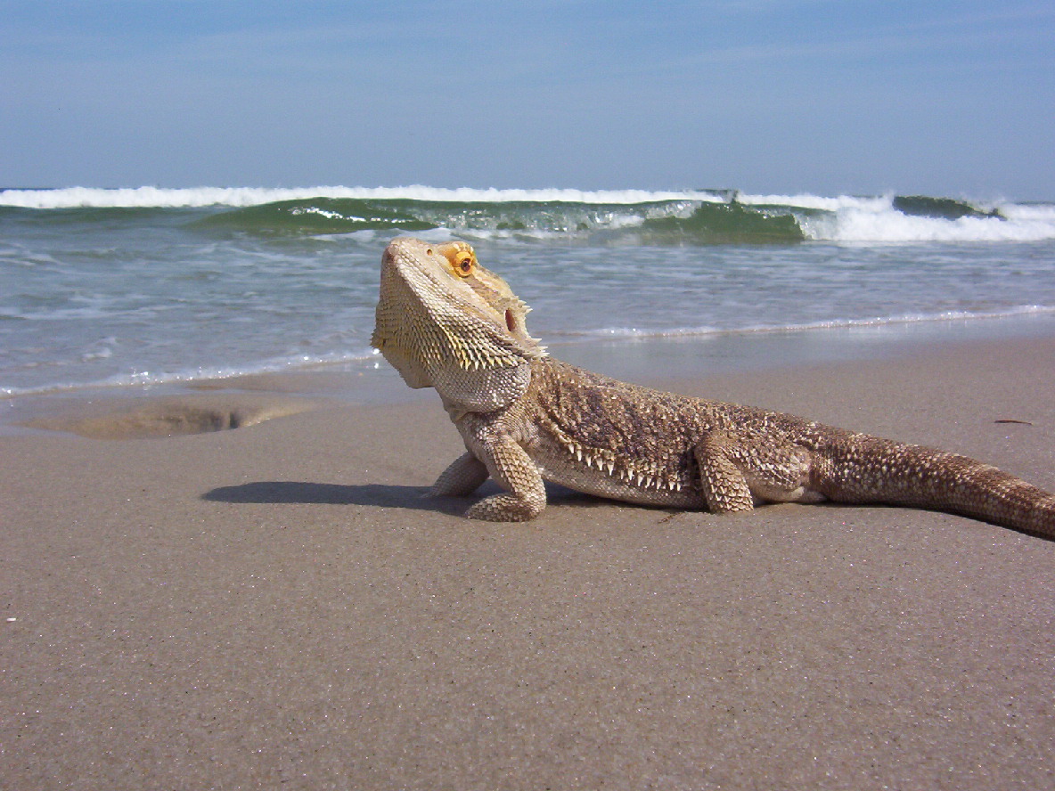 Dart at the beach