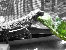Collard Greens