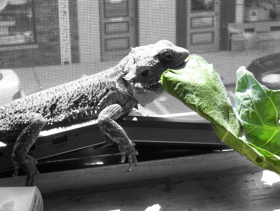 Collard Greens