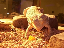 Feeding Time