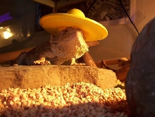 Hola