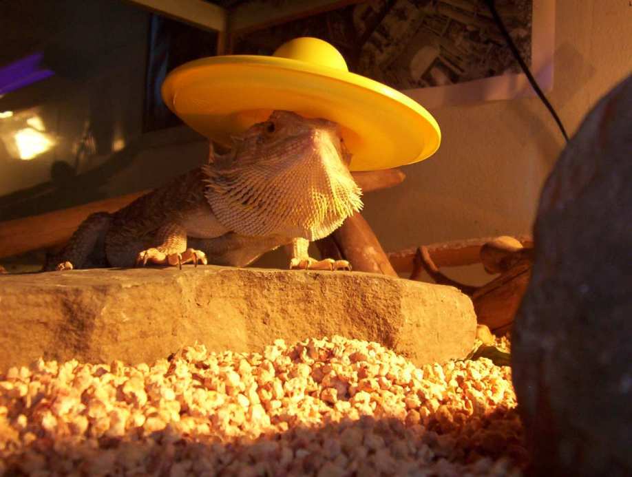 Hola