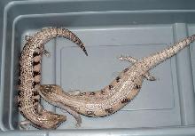 new morph blue tongue