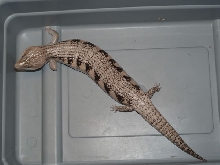 new morph blue tongue 1