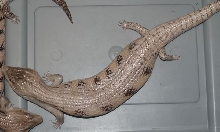 new morph blue tongue 2