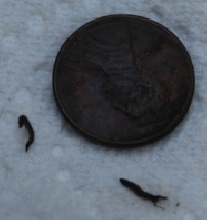 worm