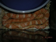 my corn snake
