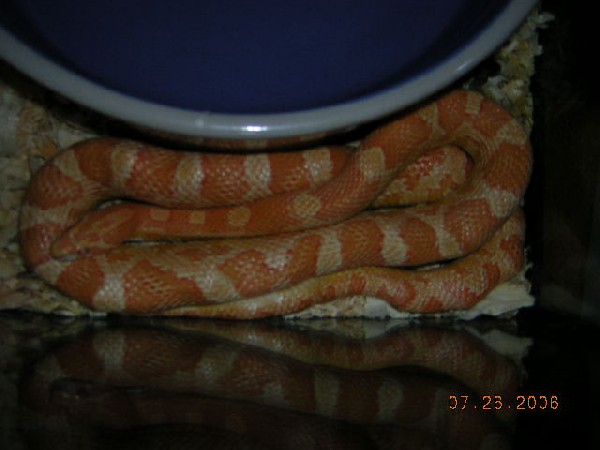 my corn snake