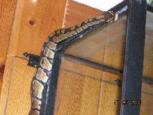 my ball python