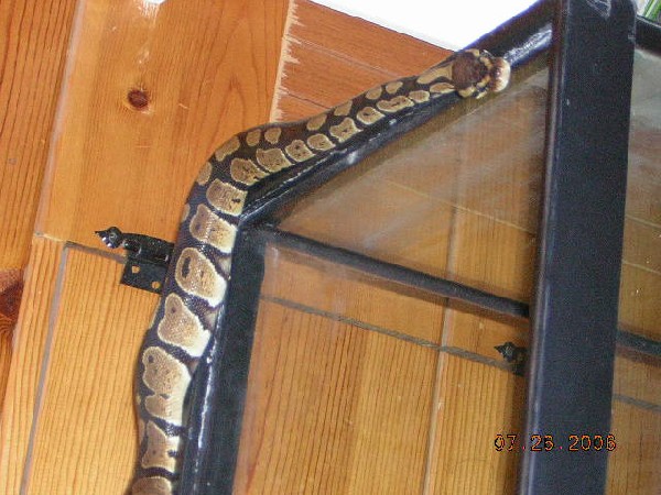 my ball python