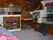 my aquarium setups