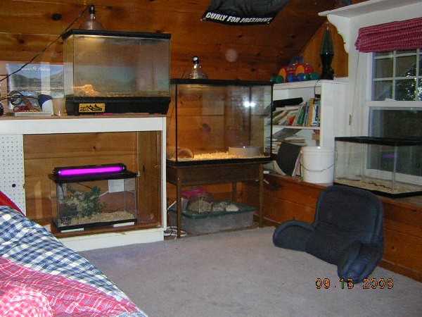 my aquarium setups