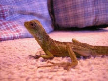 Draco