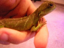 my new water dragon