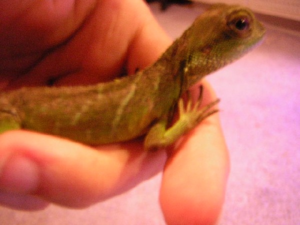 my new water dragon
