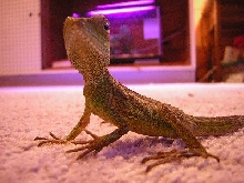 Draco