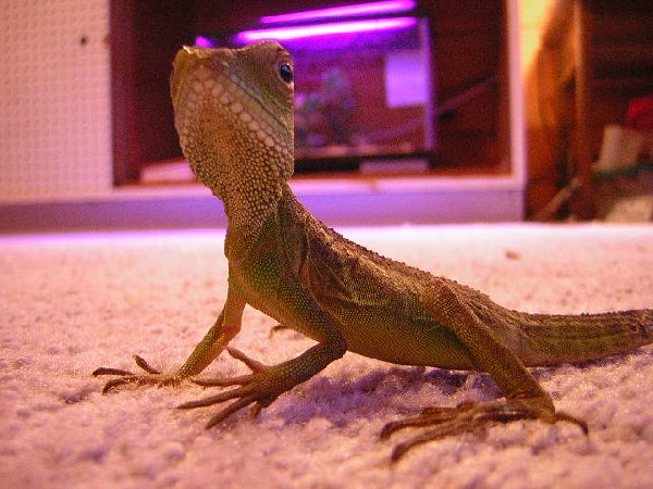 Draco