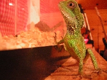 my dragon