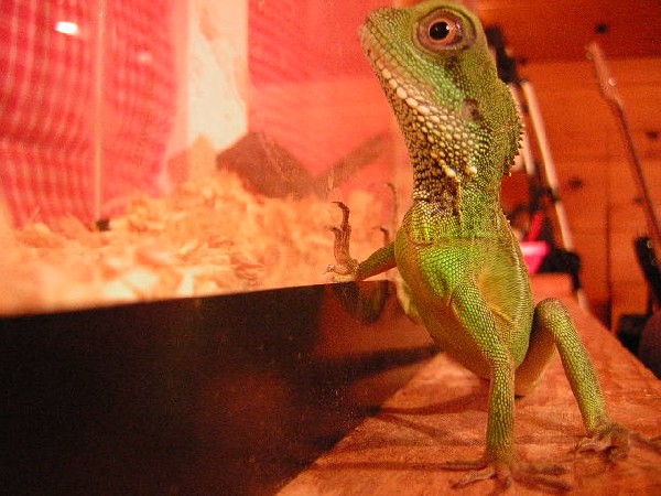 my dragon