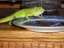 my awsome iguana