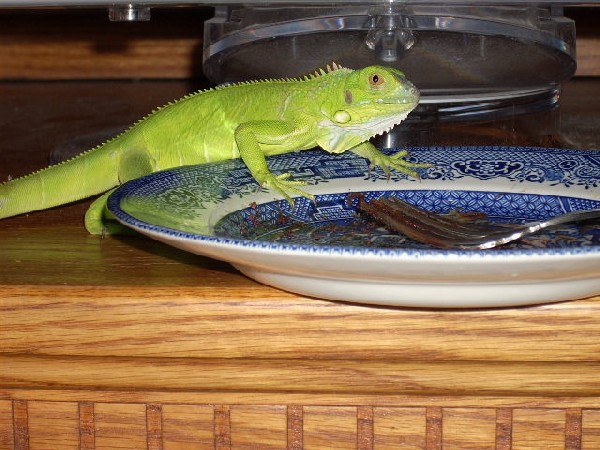 my awsome iguana
