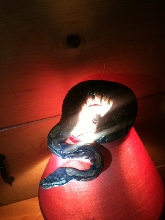 my ball python