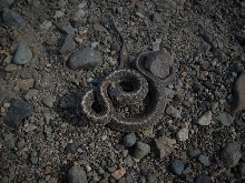 one pissed off garter