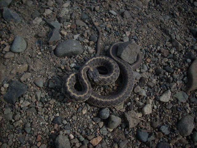 one pissed off garter