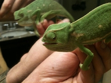 cham & mirror