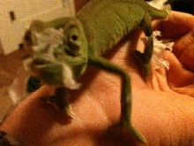 My Senegal Chameleon